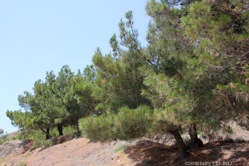 Pinus brutia