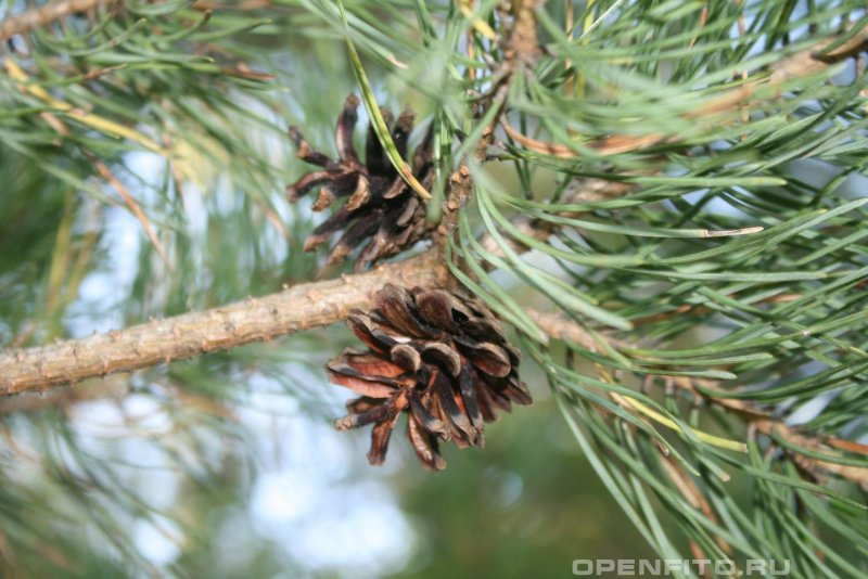 Pinus heldreichii 'Aureospicata'