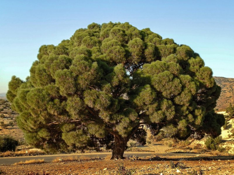 Pinus brutia