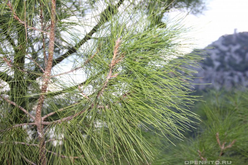 Pinus brutia