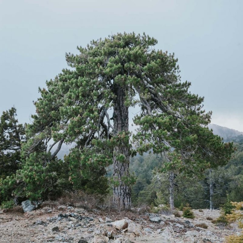 Pinus brutia