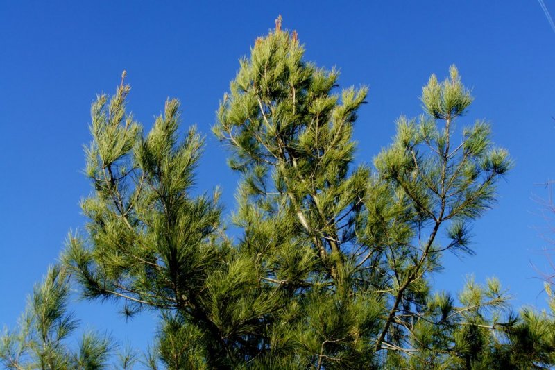Pinus contorta Krnak