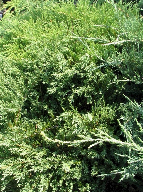 Juniperus horizontalis Andorra Compact