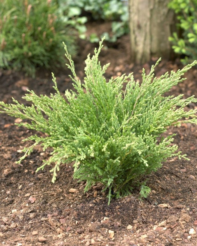 Juniperus horizontalis Андорра