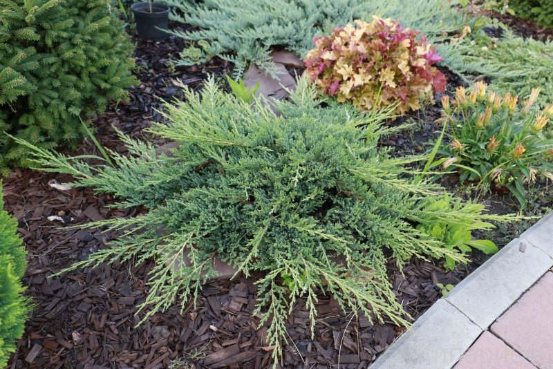 Juniperus horizontalis Andorra Compact