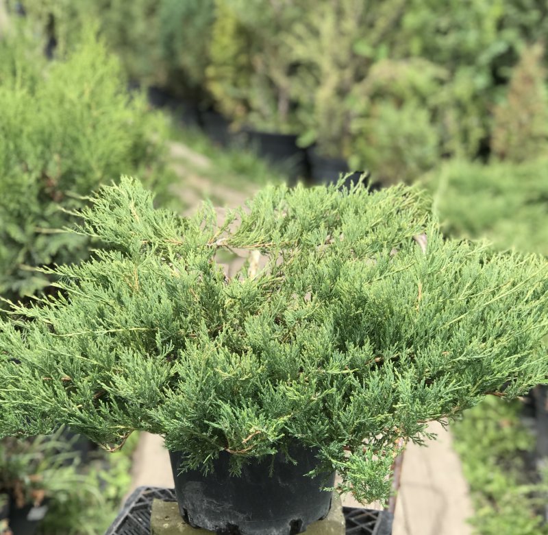 Juniperus horizontalis Plumosa