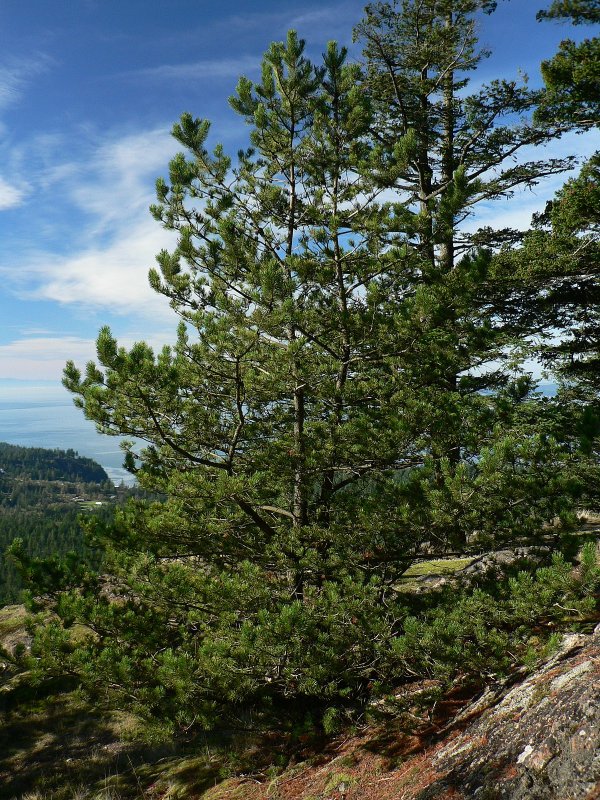 Сосна Крымская (Палласа) Pinus pallasiana