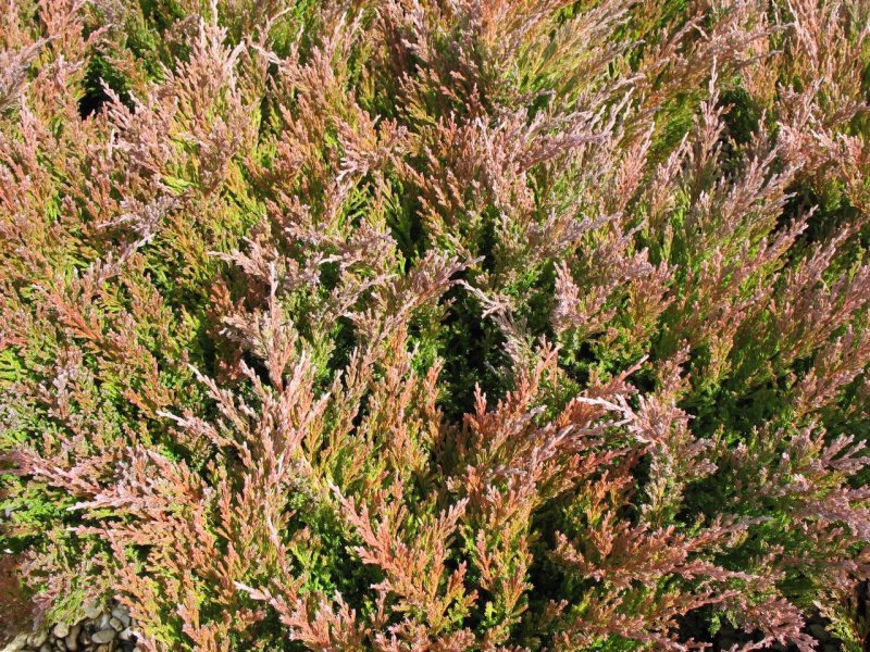 Можжевельник горизонтальный (Juniperus horizontalis Andorra Compact