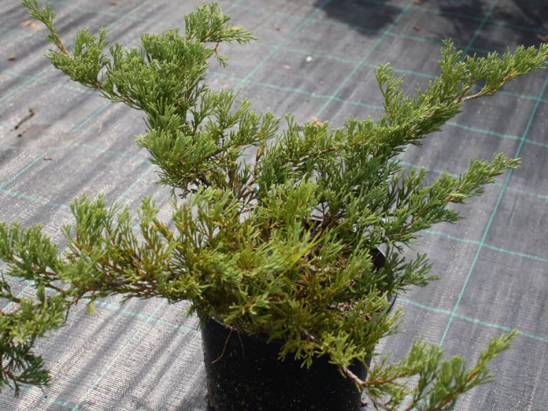 Можжевельник горизонтальный (Juniperus horizontalis)