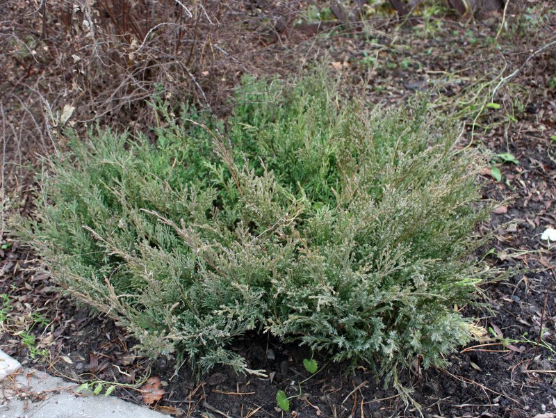 Можжевельник горизонтальный Andorra variegata