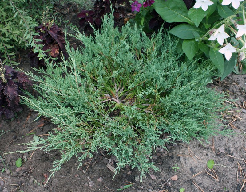 Можжевельник горизонтальный (Juniperus horizontalis)
