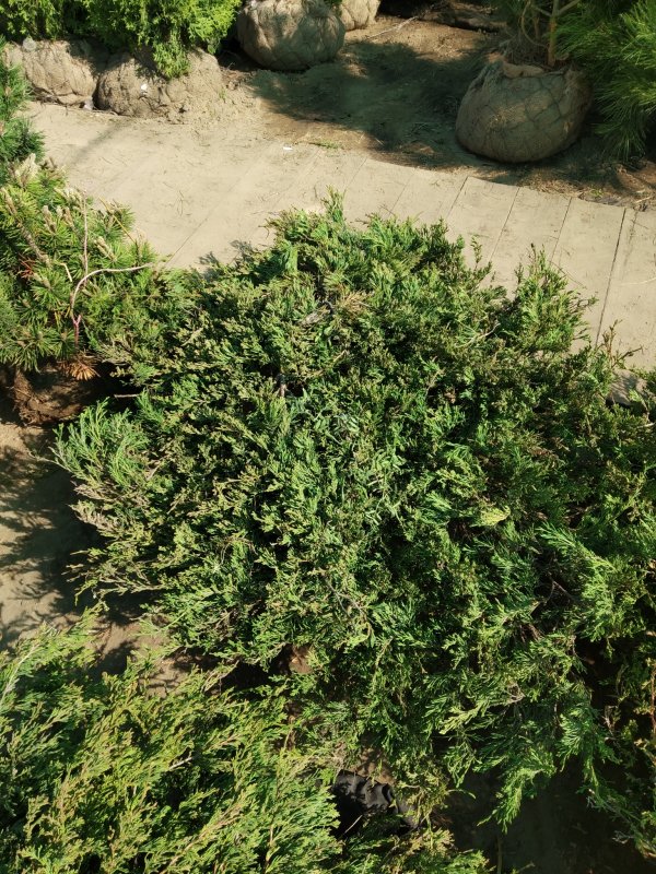 Juniperus horizontalis Andorra Compact