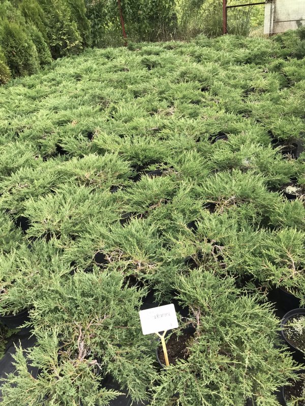 Можжевельник горизонтальный (Juniperus horizontalis)