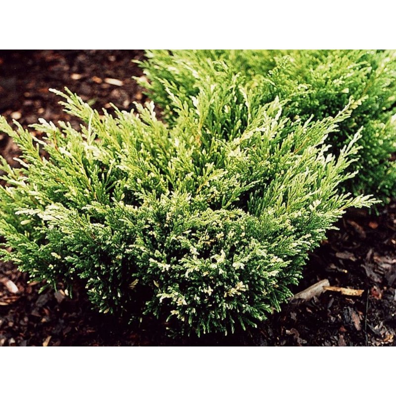 Juniperus horizontalis Андорра