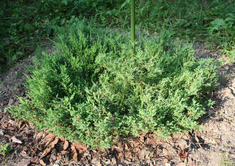 Juniperus horizontalis Andorra Compact p9)