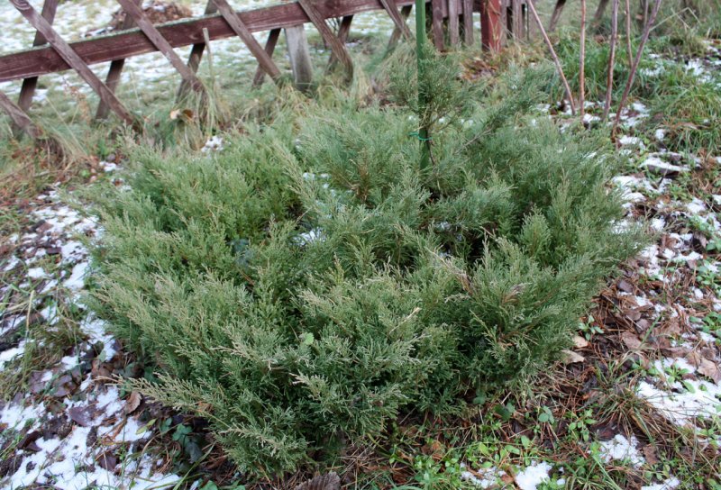 Можжевельник горизонтальный Andorra variegata