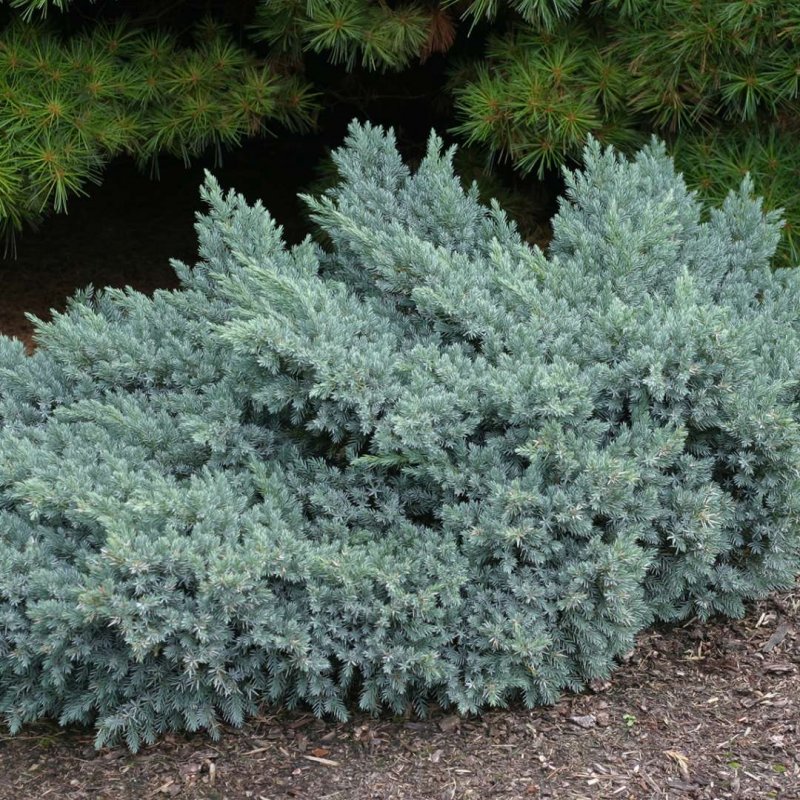 Можжевельник Blue Star