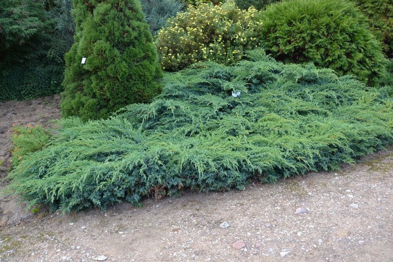 Можжевельник Скуамата Блю карпет