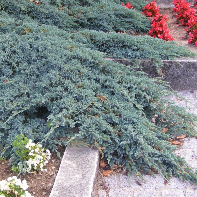 Можжевельник Blue Star