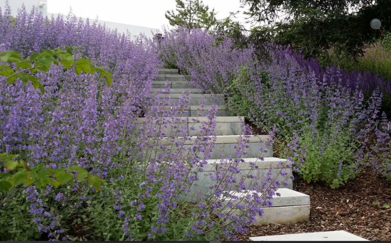 Шалфей Дубравный (Nepeta faassenii)