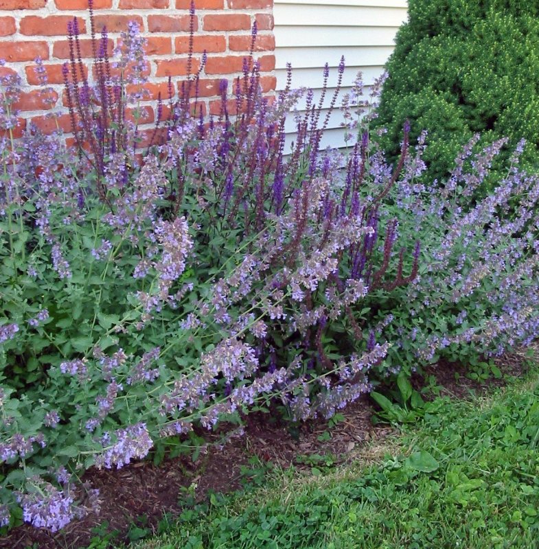 Шалфей Дубравный (Nepeta faassenii)