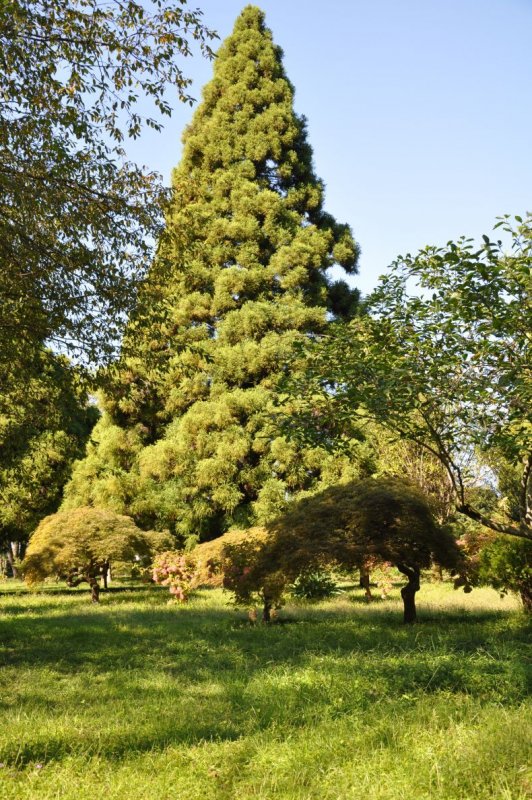 Криптомерия японская (Cryptomeria japonica).