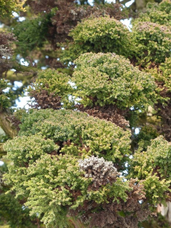 Криптомерия японская (Cryptomeria japonica).