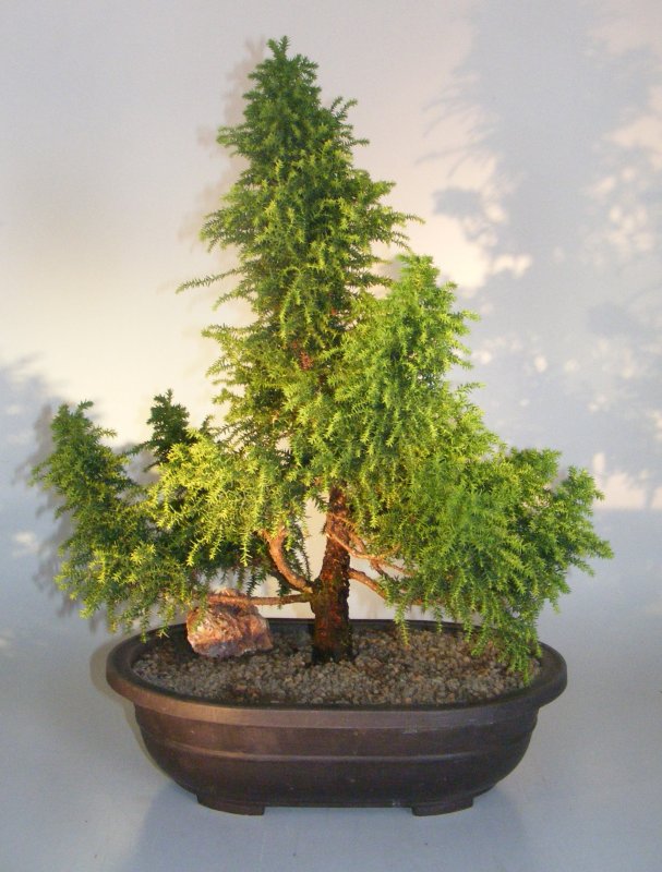 Криптомерия японская (Cryptomeria japonica).