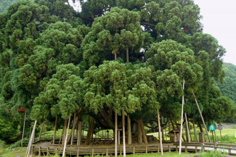 Криптомерия Cryptomeria japonica cristata