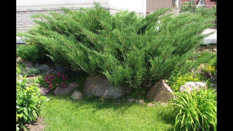 Можжевельник казацкий куртины