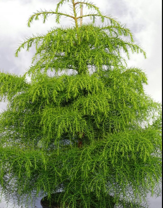 Криптомерия cristata