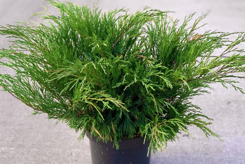 Можжевельник Mint Julep