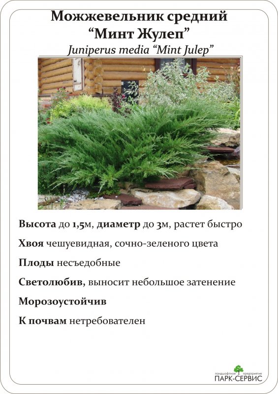 Можжевельник Пфитцериана Глаука и минт джулеп