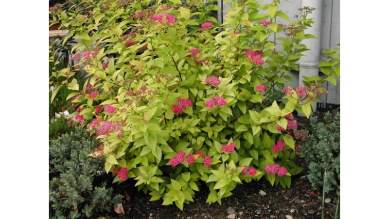 Спирея японская (Spiraea japonica `Candlelight)