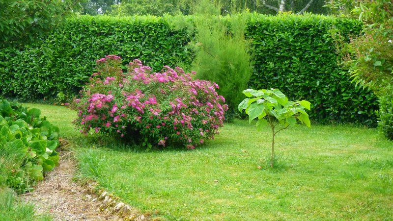 Спирея японская (Spiraea japonica `Dart`s Red` в ландшафте