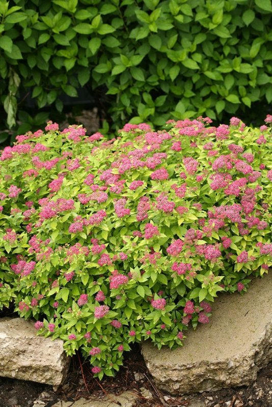 Спирея японская кустарник