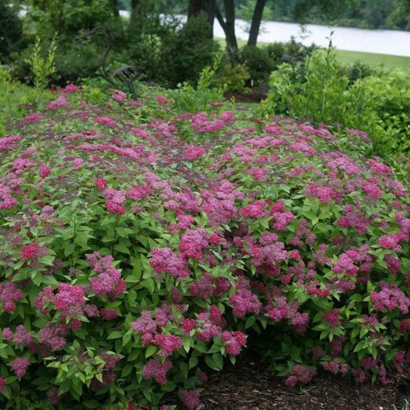 Спирея японская (Spiraea japonica `Nana`)