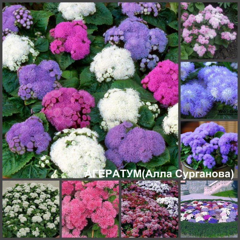 Агератум низкорослый Литтл Роуз