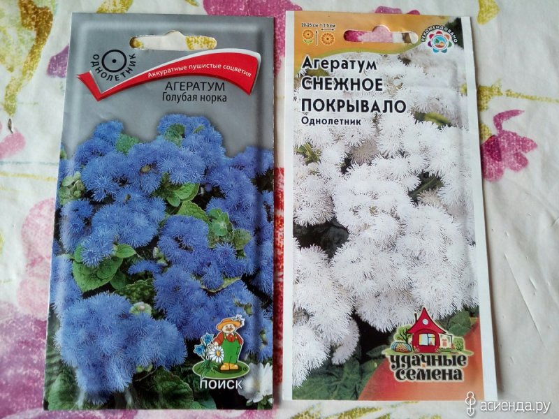 Семена агератума голубая норка
