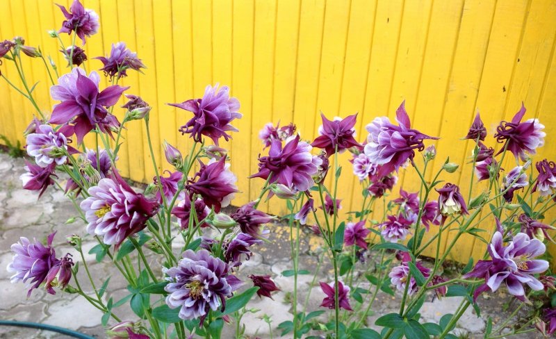 Red Columbine Flower