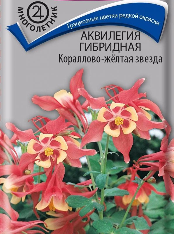 Аквилегия Сван Блю