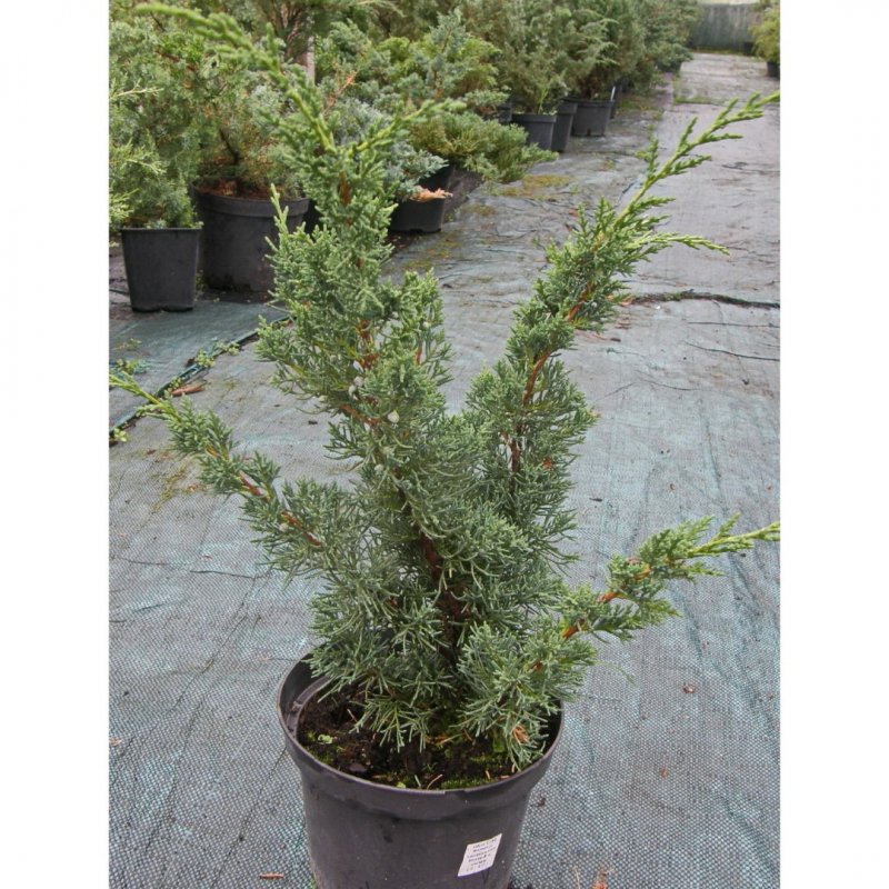 Можжевельник chinensis Blaauw