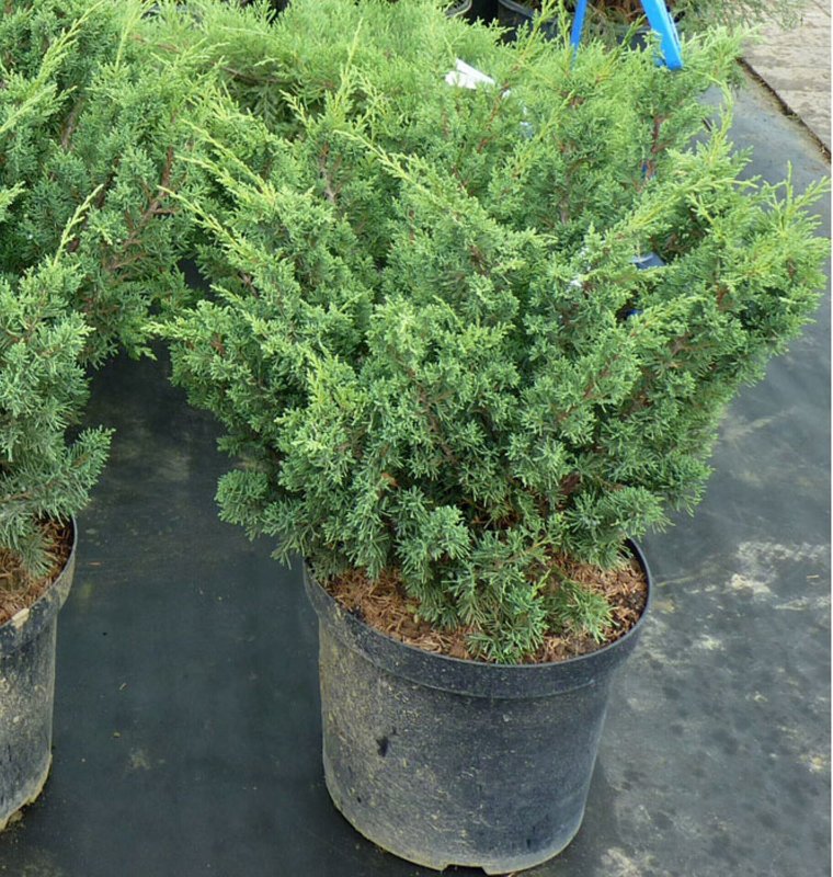 Juniperus Блаув