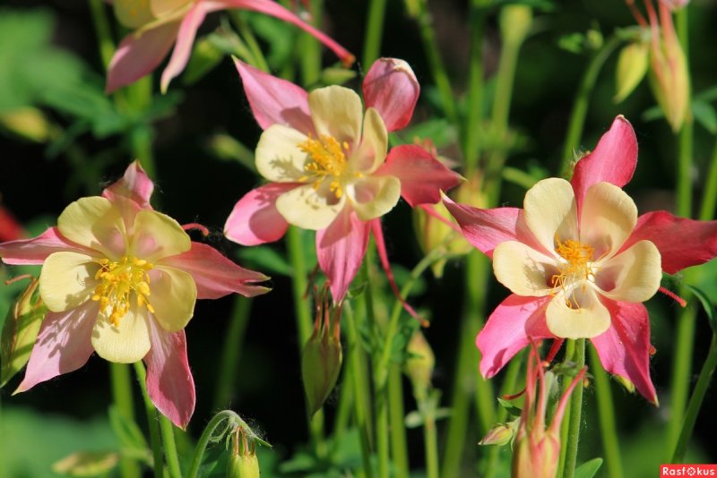 Аквилегия Альпийская (Aquilegia Alpina).