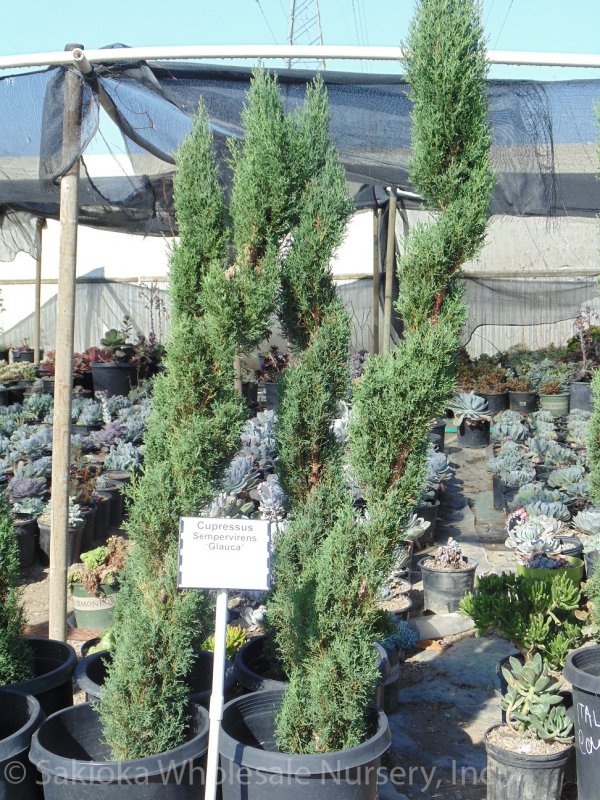 Juniperus chinensis (можжевельник китайский) 'Monarch'