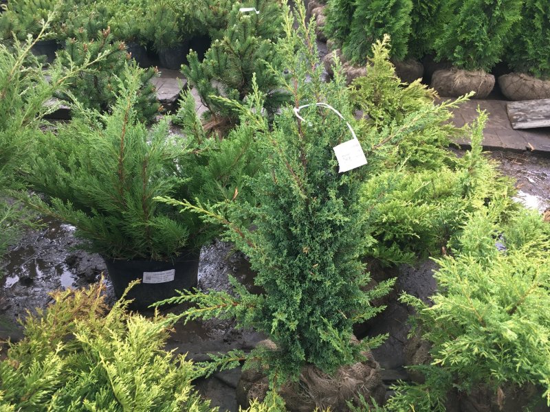 Можжевельник китайский Kaizuka variegata