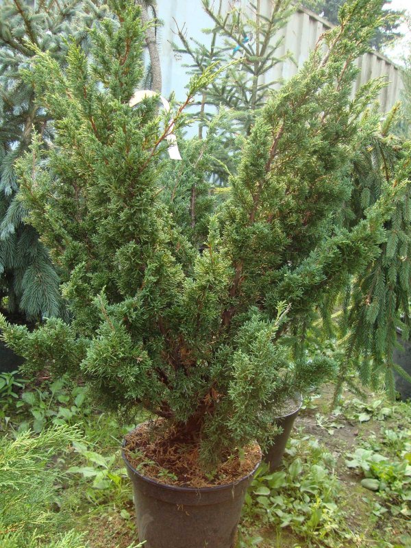 Можжевельник китайский Blaauw