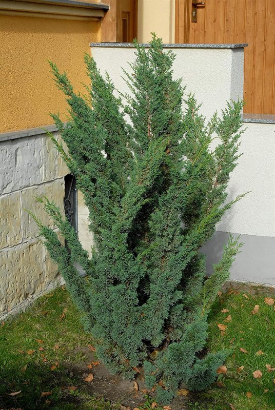 Можжевельник китайский Блаув