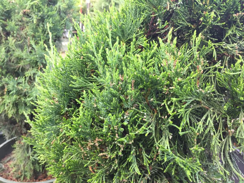 Juniperus chinensis Echiniformis