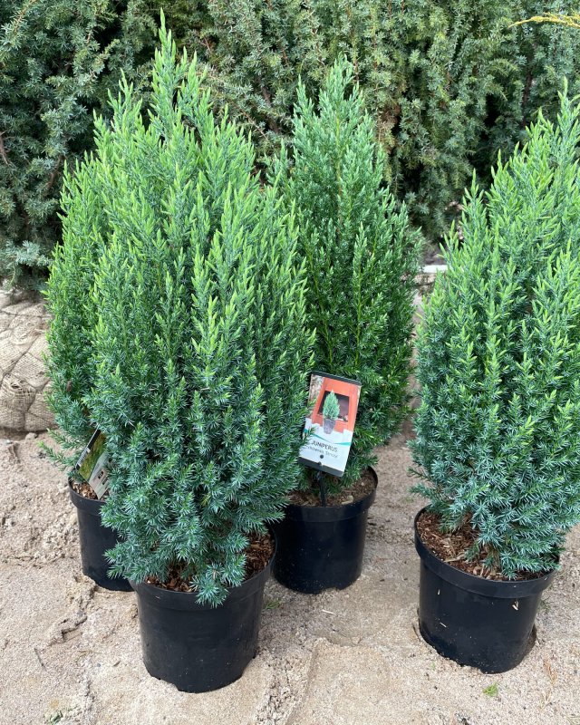Juniperus chinensis 'Shimpaku'